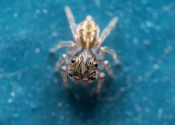Makro fotografie malého skákajícího pavouka izolovaného na modré podlaze — Stock fotografie