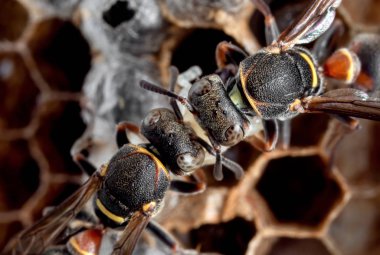 Yumurta ve larvalarla Eşekarıları Yuvası 'nın Macro Fotoğrafı