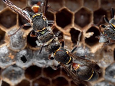 Yumurta ve larvalarla Eşekarıları Yuvası 'nın Macro Fotoğrafı