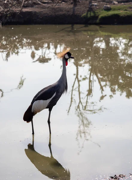 Zamknij czarny koronowany żuraw stojący na bagnach — Zdjęcie stockowe