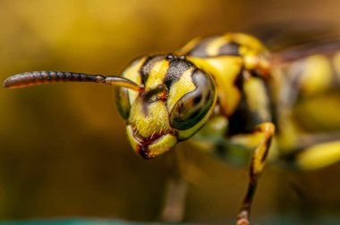 Turkuaz katında WASP makro fotoğrafı