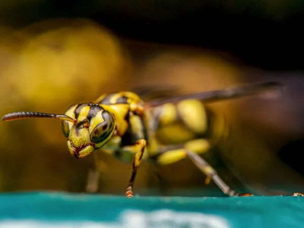 ターコイズフロアのワスプのマクロ写真 — ストック写真