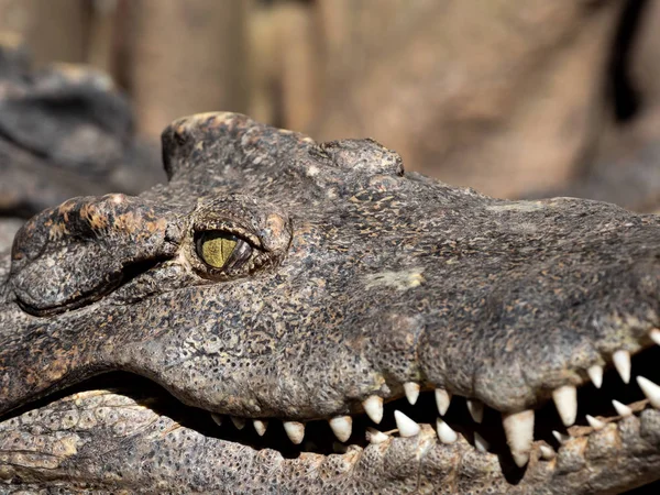 Close up Head of Crocodile was Sunbathing Isolated on Background — Stock Photo, Image