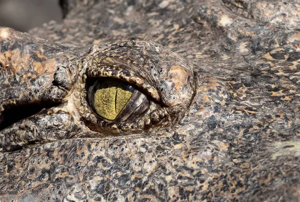 Закрыть глаза крокодилу загорали на заднем плане — стоковое фото