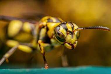 Turkuaz katında WASP makro fotoğrafı