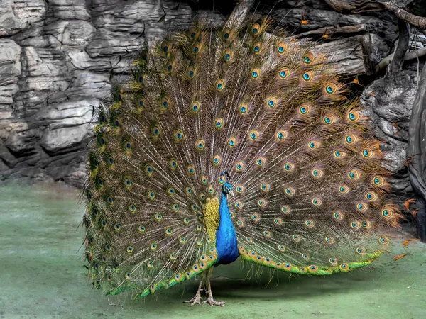 Primer plano macho indio Peafowl o indio pavo real se está extendiendo hazaña — Foto de Stock