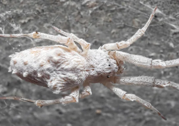Makro Photo of White Spider je na webu — Stock fotografie