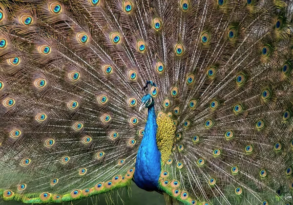 Primer plano macho indio Peafowl o indio pavo real se está extendiendo hazaña — Foto de Stock