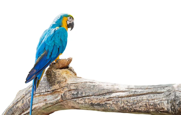 Close up Blue and Gold Macaw Perched on Branch Isolated on White — Stock Photo, Image