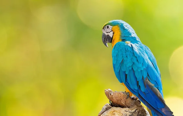 Close up Blue and Gold Macaw Perched on Branch Isolated on Backg — Stock Photo, Image
