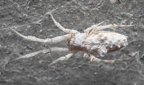 Makro Photo of White Spider je na webu — Stock fotografie