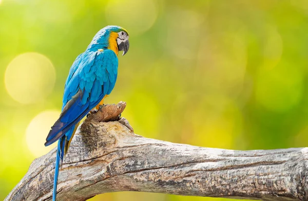 Close up Blue and Gold Macaw Perched on Branch Isolated on Backg