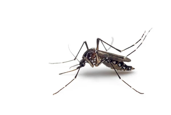 Foto Makro Demam Kuning Mosquito Terisolasi di Backgroun Putih — Stok Foto
