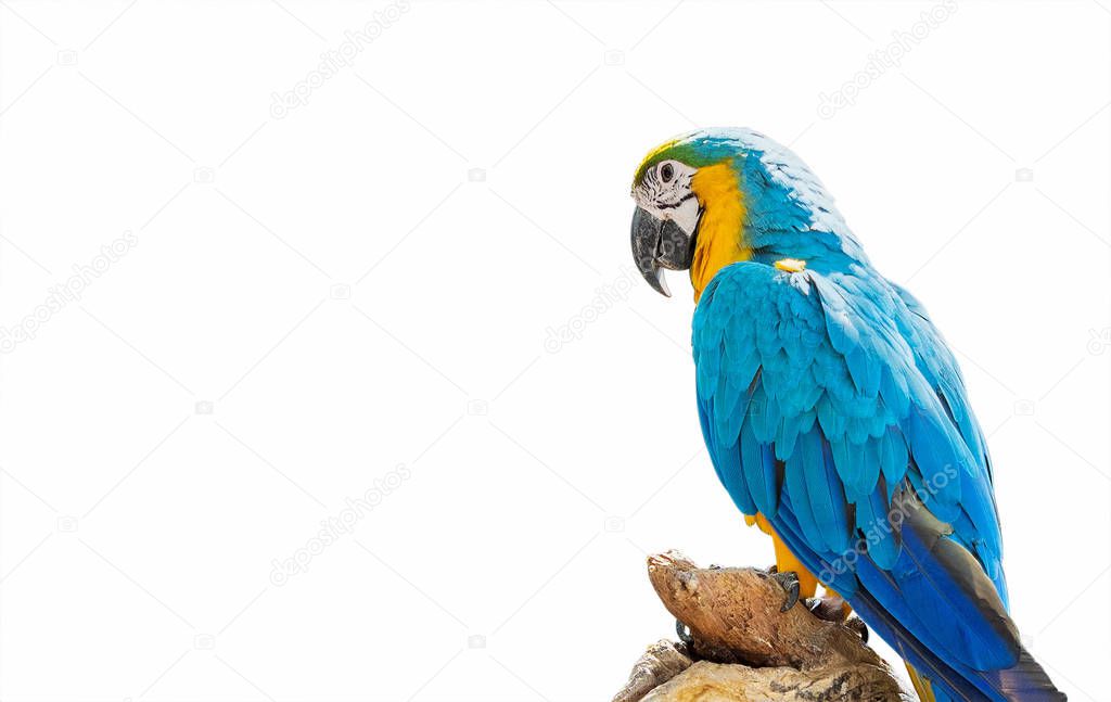 Close up Blue and Gold Macaw Perched on Branch Isolated on White