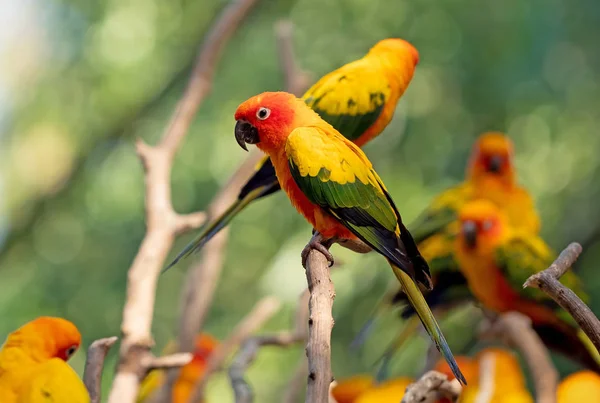 Close up Group of Sun Conure Parrot Perched on Branch Isolated o