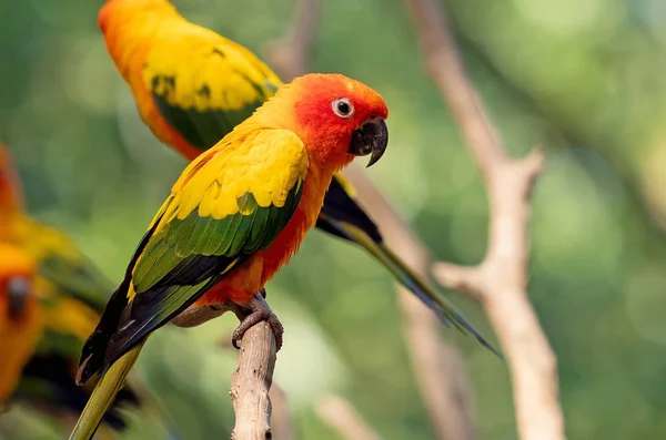 Close up Sun Conure Papoušek usazený na větvi izolované na Backgro — Stock fotografie