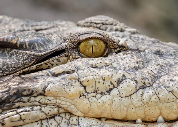 Close up Eye of Crocodile was Sunbathing Isolated on Background — Stock Photo, Image