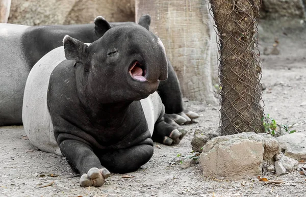 Lovely Moment of  Malayan Tapir is Yawning