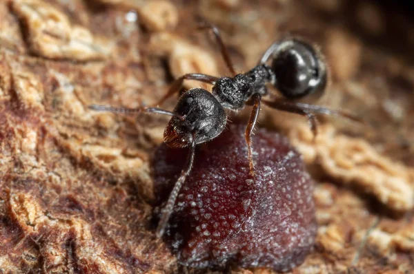 Macro Photo of Black Garden Ant with Scale Insect on Tree Bark — Stock Photo, Image
