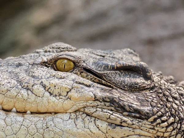 Close up Chefe de Crocodilo foi banhos de sol isolado no fundo — Fotografia de Stock