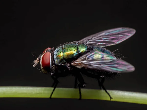 Macro foto di mosca su stelo di foglia isolata su sfondo nero — Foto Stock