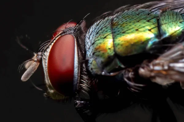 Makro fotografie Blowfly izolované na černém pozadí — Stock fotografie