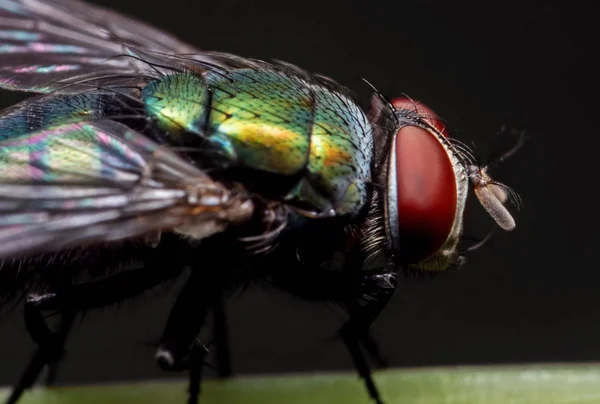 Makrofoto der Schmeißfliege auf Blattstiel isoliert auf schwarzem Backgr — Stockfoto