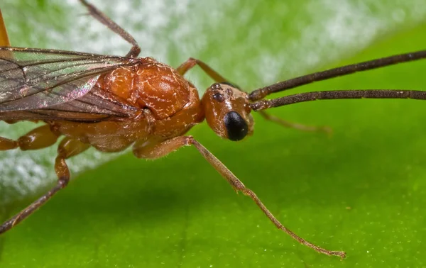 Yeşil Yaprak üzerinde Uçan Karınca Makro Fotoğraf — Stok fotoğraf
