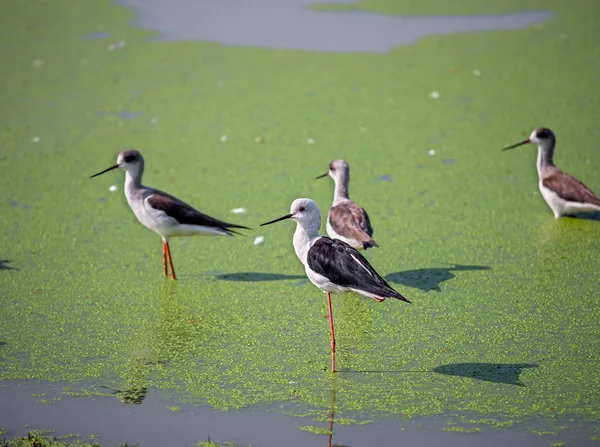 Acercamiento grupo de negro alado inclinación de pie en el pantano — Foto de Stock