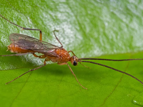 Macro foto van Flying ant op groen blad — Stockfoto