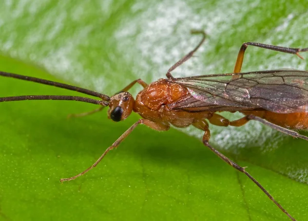 Yeşil Yaprak üzerinde Uçan Karınca Makro Fotoğraf — Stok fotoğraf