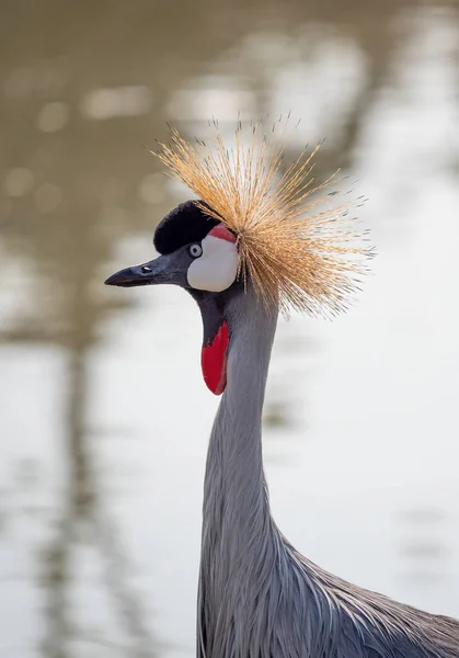Κοντινό πλάνο Black Crowned Crane Στέκεται στο Swamp — Φωτογραφία Αρχείου