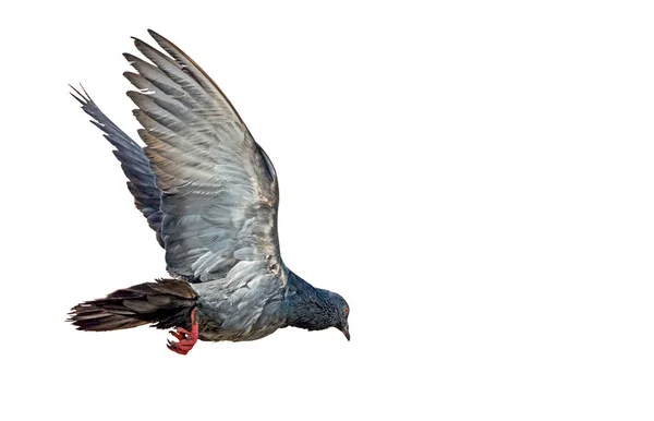 Närbild Rock Pigeon flyger i luften isolerad på vit bakgrund — Stockfoto