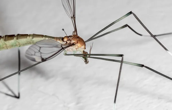 Foto Macro Bangau Terbang di Lantai Putih — Stok Foto