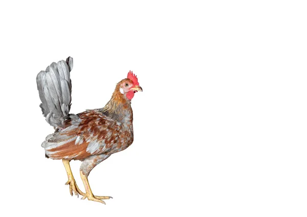 Close up Giovane pollo isolato su sfondo bianco con Clippin — Foto Stock