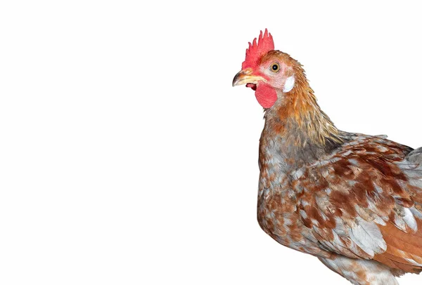 Close up junge Huhn isoliert auf weißem Hintergrund mit Clippin — Stockfoto