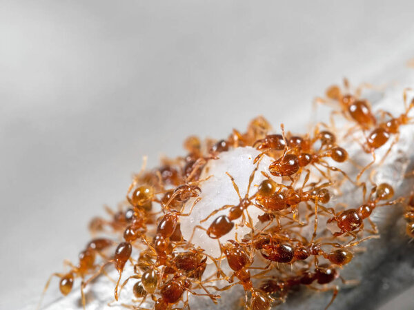 Macro Photo of Group of Pheidole Pallidula Ants Help Each Other 