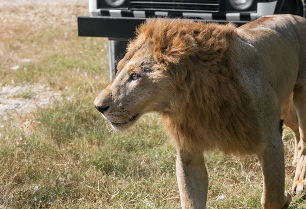 Löwenmännchen aus nächster Nähe auf dem Feld — Stockfoto