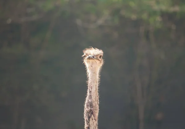 Close up Head and Neck of Common Ostrich Isolated on Background — 스톡 사진