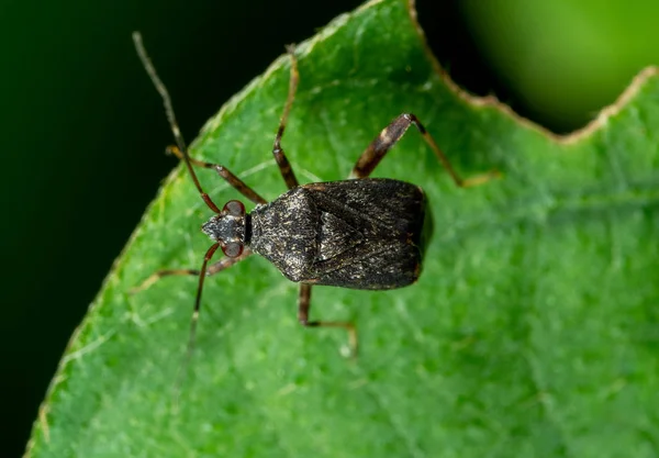 Macro Photo of Shield Bug on Green Leaf — 스톡 사진