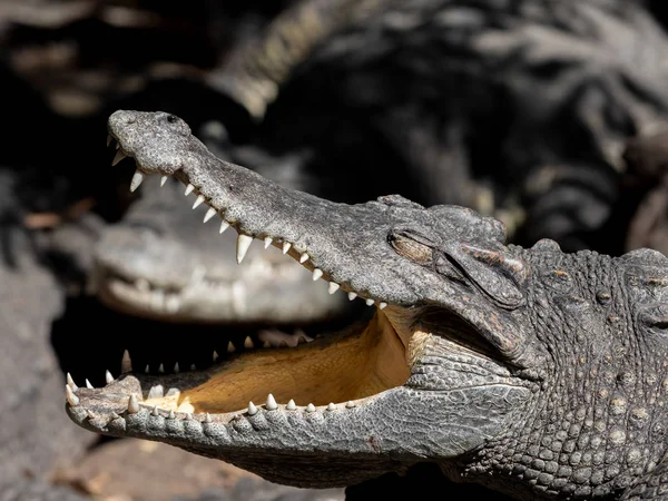 Крупным планом голова крокодила была изолирована от солнца на заднем плане — стоковое фото