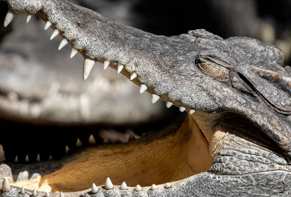 Close up Head of Crocodile was Sunbathing Isolated on Background — Stock Photo, Image