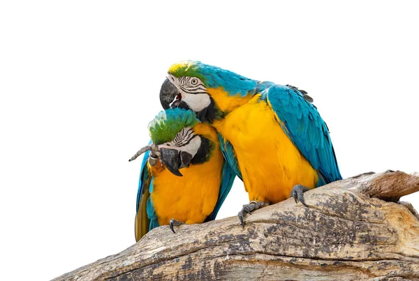 Nahaufnahme zweier blauer und goldener Ara, der isoliert auf einem Ast hockt — Stockfoto