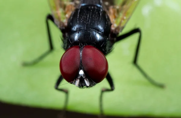 Makrofoto von schwarzer Fliege auf grünem Blatt isoliert auf Hintergrund — Stockfoto