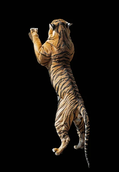 Fechar Bengala tigre de pé duas pernas isolado no preto Backgr — Fotografia de Stock