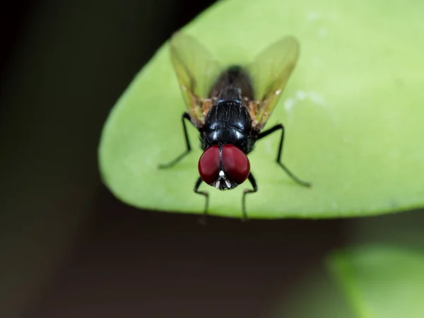 Macro Photo of Black Fly on Green Leaf Elkülönített háttér — Stock Fotó