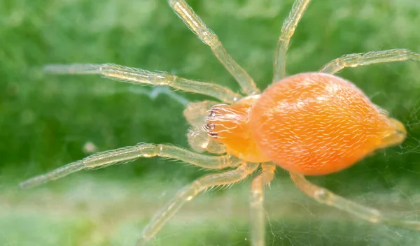 Макрофото крошечного оранжевого паука на зелёном листе — стоковое фото