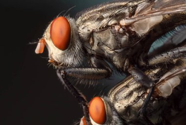 Ev Sineği Çiftleşmesinin Macro Fotoğrafı Arkaplanda İzole Edildi