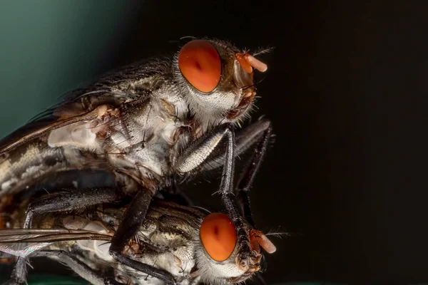 Macro foto de acasalamento de mosca doméstica em isolado no fundo — Fotografia de Stock