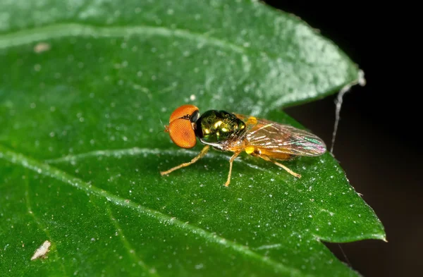 Macro foto van Kleine mooie vlieg op groen blad geïsoleerd op B — Stockfoto